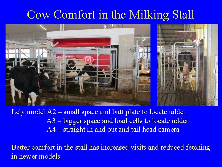 Cow Comfort in the Milking Stall Lely model A 2 – small space and Cow Comfort in the Milking Stall Lely model A 2 – small space and