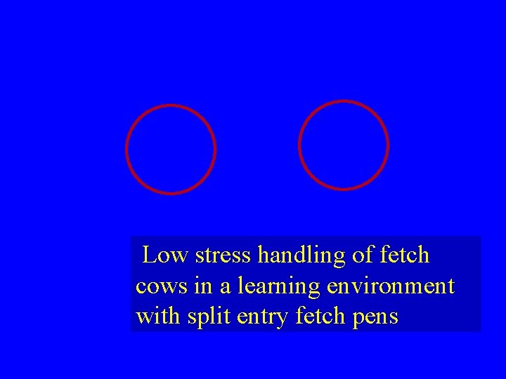 Low stress handling of fetch cows in a learning environment with split entry fetch Low stress handling of fetch cows in a learning environment with split entry fetch
