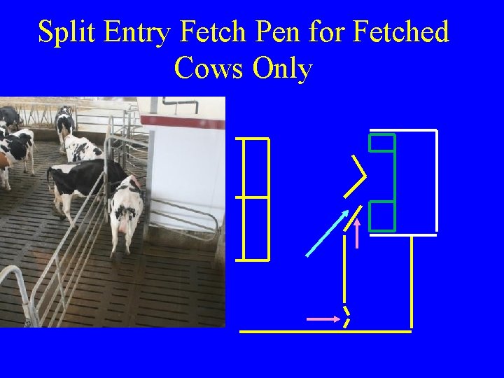 Split Entry Fetch Pen for Fetched Cows Only  Split Entry Fetch Pen for Fetched Cows Only