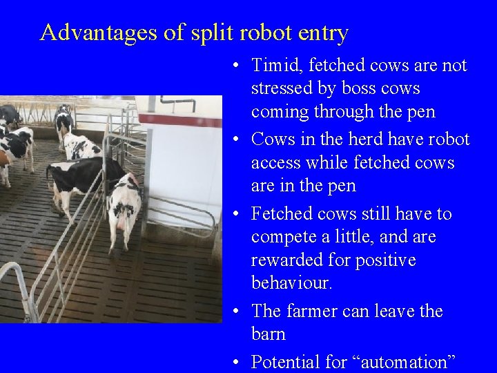 Advantages of split robot entry • Timid, fetched cows are not stressed by boss Advantages of split robot entry • Timid, fetched cows are not stressed by boss