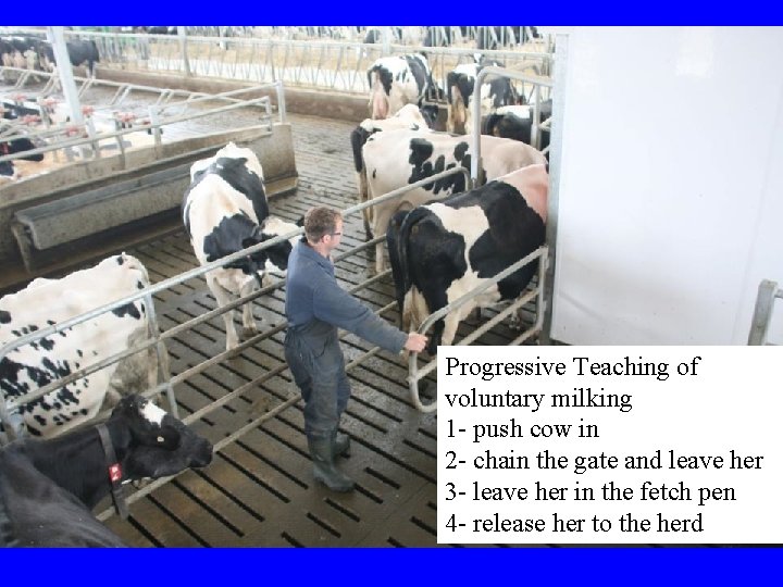 Progressive Teaching of voluntary milking 1 - push cow in 2 - chain the Progressive Teaching of voluntary milking 1 - push cow in 2 - chain the