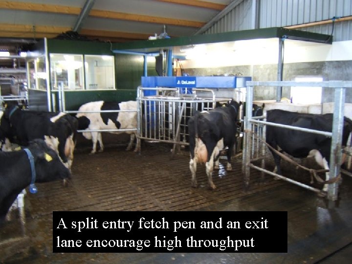 A split entry fetch pen and an exit lane encourage high throughput  A split entry fetch pen and an exit lane encourage high throughput