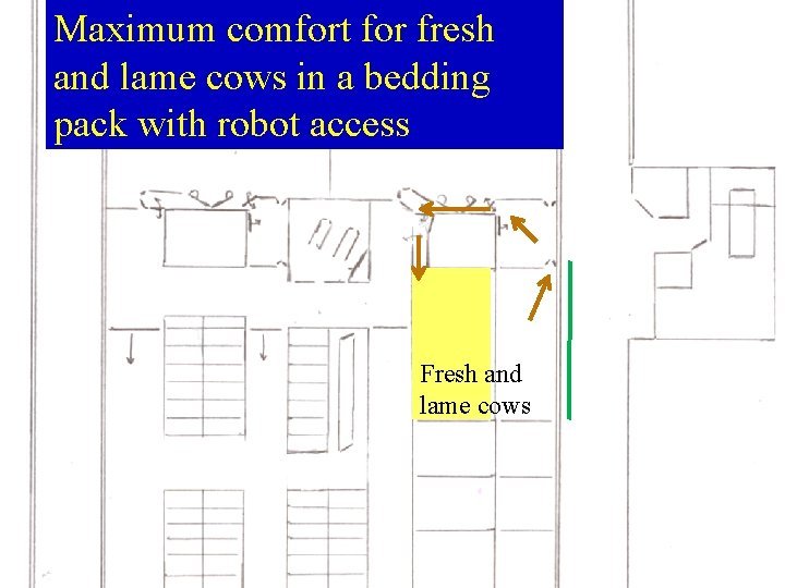 Maximum comfort for fresh and lame cows in a bedding pack with robot access Maximum comfort for fresh and lame cows in a bedding pack with robot access