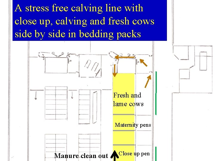 A stress free calving line with close up, calving and fresh cows side by A stress free calving line with close up, calving and fresh cows side by