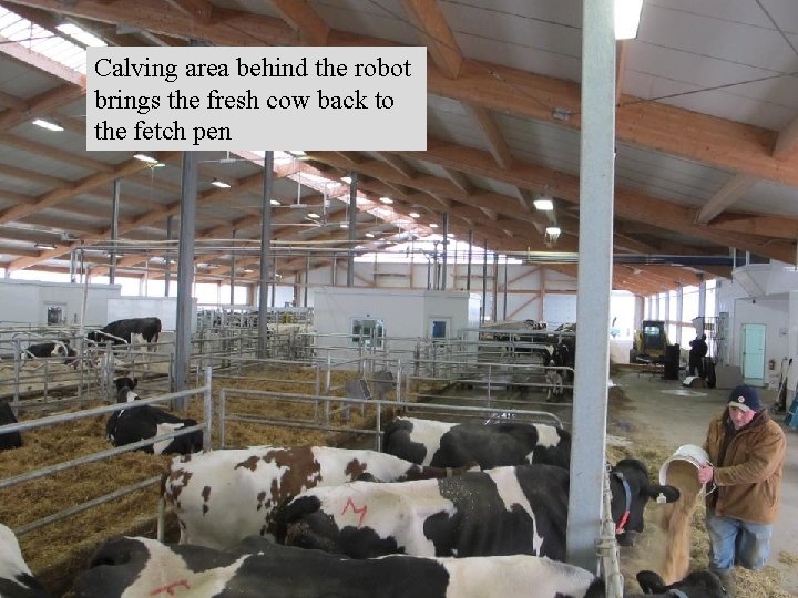 Calving area behind the robot brings the fresh cow back to the fetch pen Calving area behind the robot brings the fresh cow back to the fetch pen