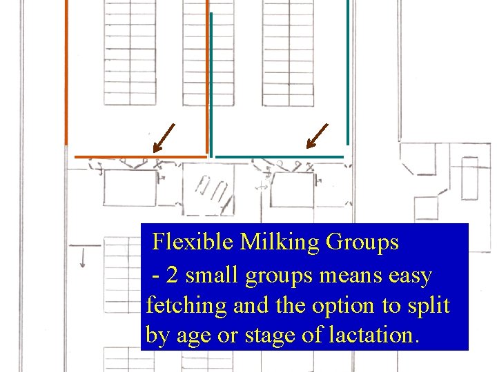 Flexible Milking Groups - 2 small groups means easy fetching and the option to Flexible Milking Groups - 2 small groups means easy fetching and the option to
