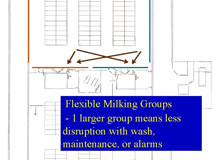 Flexible Milking Groups - 1 larger group means less disruption with wash, maintenance, or Flexible Milking Groups - 1 larger group means less disruption with wash, maintenance, or