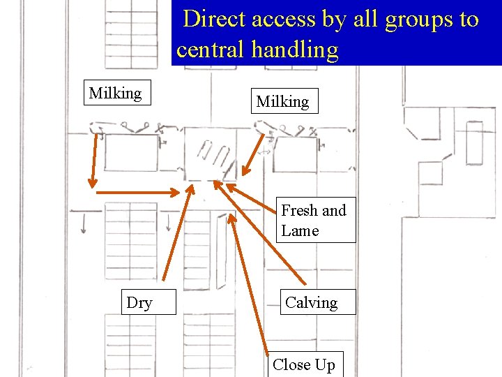 Direct access by all groups to central handling Milking Fresh and Lame Dry Calving Direct access by all groups to central handling Milking Fresh and Lame Dry Calving
