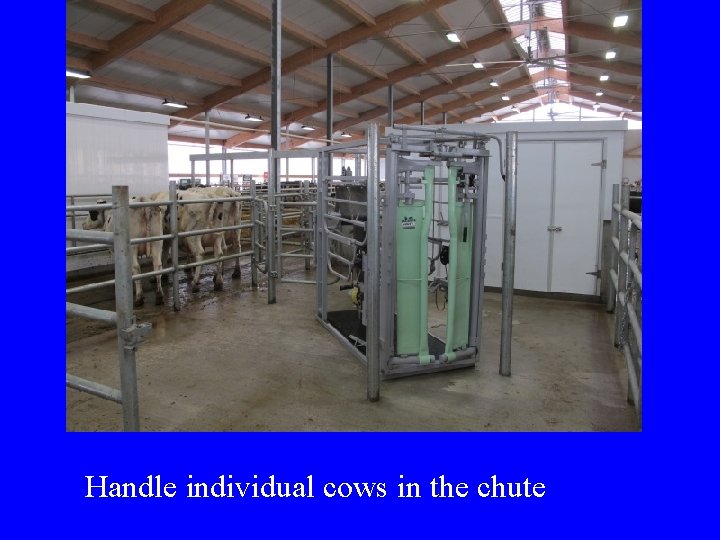 Handle individual cows in the chute  Handle individual cows in the chute