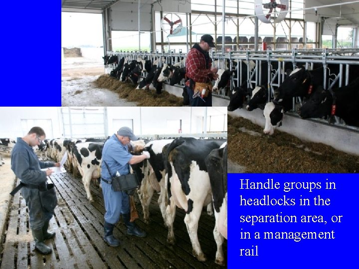 Handle groups in headlocks in the separation area, or in a management rail  Handle groups in headlocks in the separation area, or in a management rail