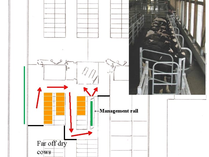 ←Management rail Far off dry cows  ←Management rail Far off dry cows
