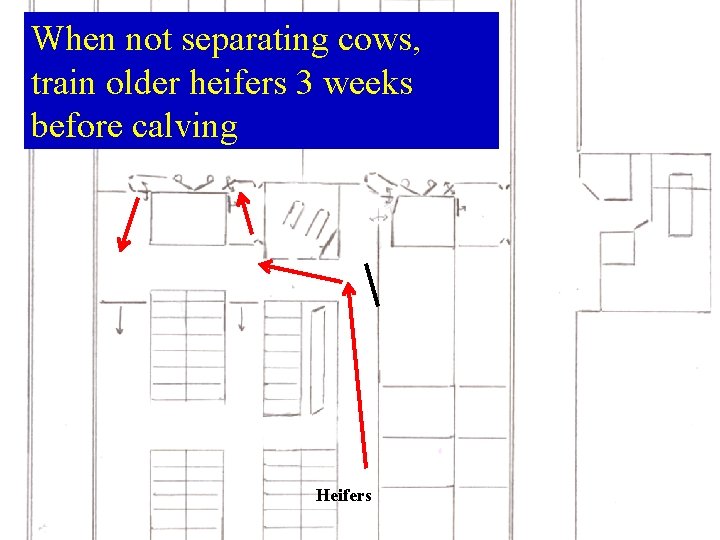 When not separating cows, train older heifers 3 weeks before calving Heifers  When not separating cows, train older heifers 3 weeks before calving Heifers