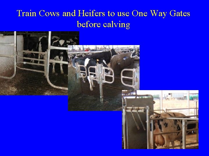 Train Cows and Heifers to use One Way Gates before calving  Train Cows and Heifers to use One Way Gates before calving