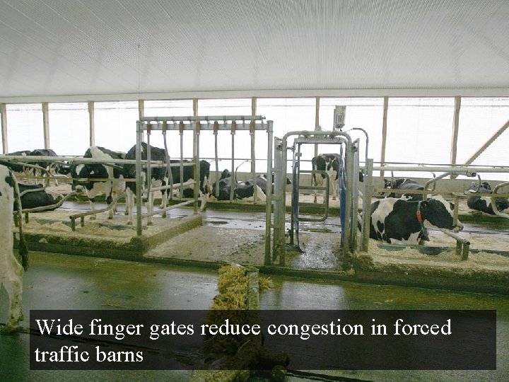 Wide finger gates reduce congestion in forced traffic barns  Wide finger gates reduce congestion in forced traffic barns