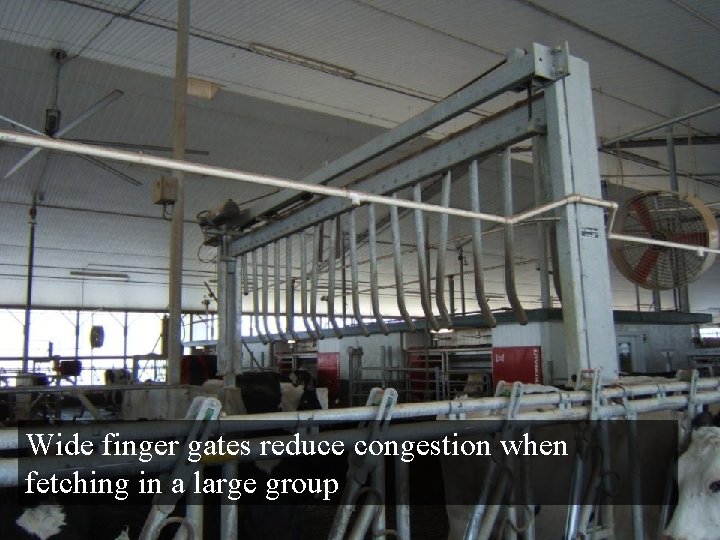 Wide finger gates reduce congestion when fetching in a large group  Wide finger gates reduce congestion when fetching in a large group
