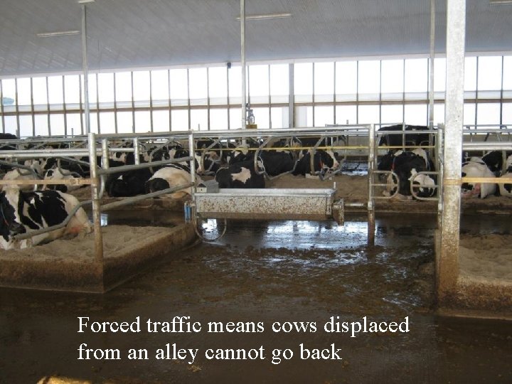 Forced traffic means cows displaced from an alley cannot go back  Forced traffic means cows displaced from an alley cannot go back