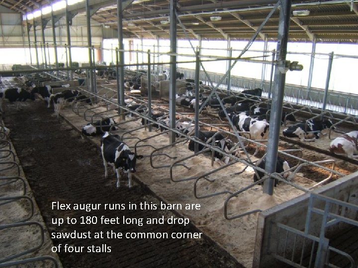 Flex augur runs in this barn are up to 180 feet long and drop Flex augur runs in this barn are up to 180 feet long and drop