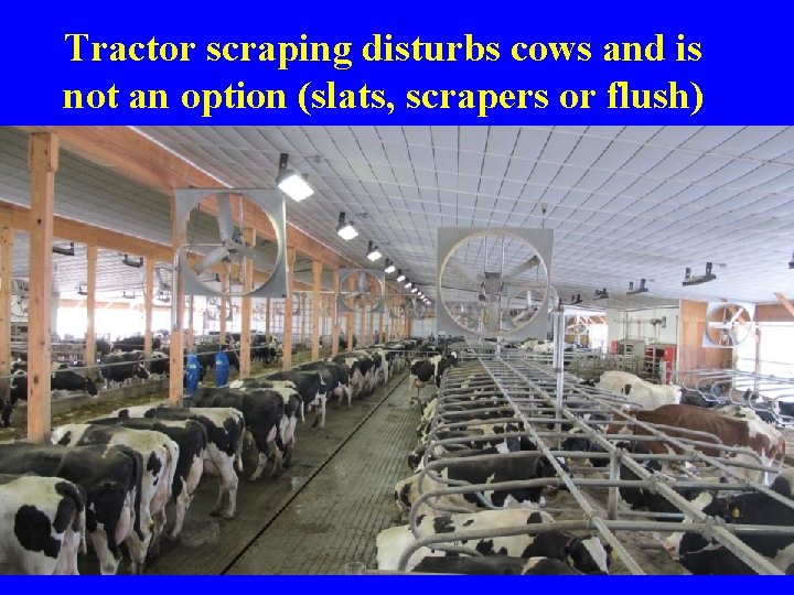 Tractor scraping disturbs cows and is not an option (slats, scrapers or flush)  Tractor scraping disturbs cows and is not an option (slats, scrapers or flush)