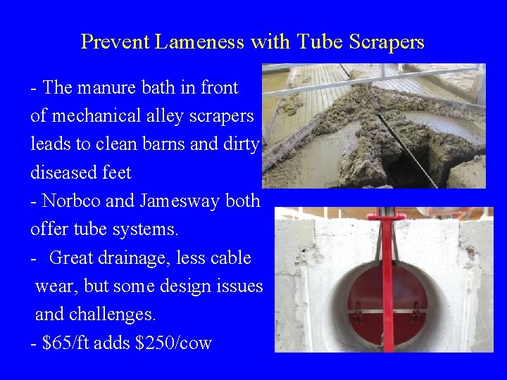 Prevent Lameness with Tube Scrapers - The manure bath in front of mechanical alley Prevent Lameness with Tube Scrapers - The manure bath in front of mechanical alley