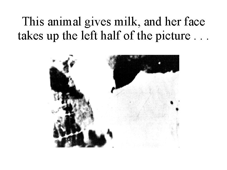 This animal gives milk, and her face takes up the left half of the