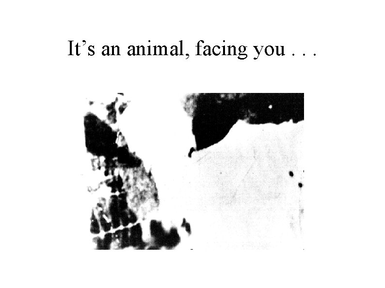 It’s an animal, facing you. . . 