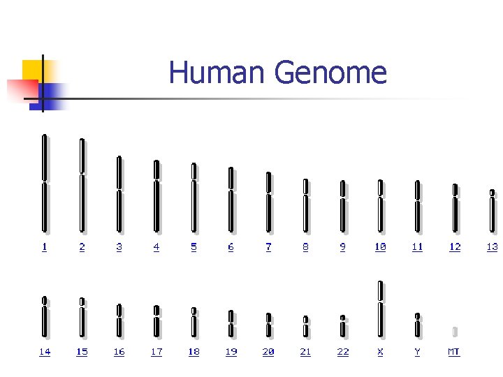 Human Genome 