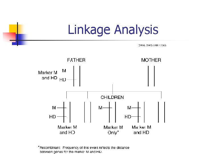 Linkage Analysis 