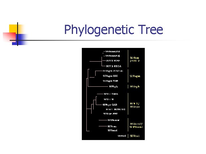 Phylogenetic Tree 