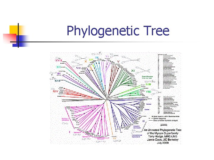 Phylogenetic Tree 