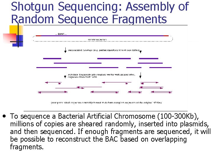 Shotgun Sequencing: Assembly of Random Sequence Fragments • To sequence a Bacterial Artificial Chromosome