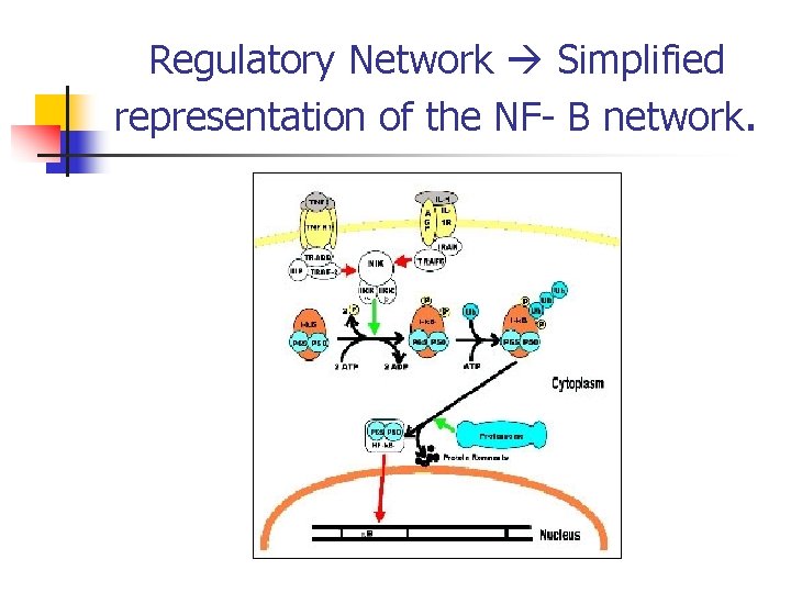 Regulatory Network Simplified representation of the NF- B network. 