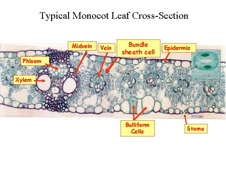 Typical Monocot Leaf Cross-Section Midvein Vein Bundle sheath cell Epidermis Phloem Xylem Bulliform Cells