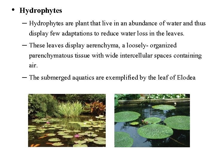  • Hydrophytes – Hydrophytes are plant that live in an abundance of water