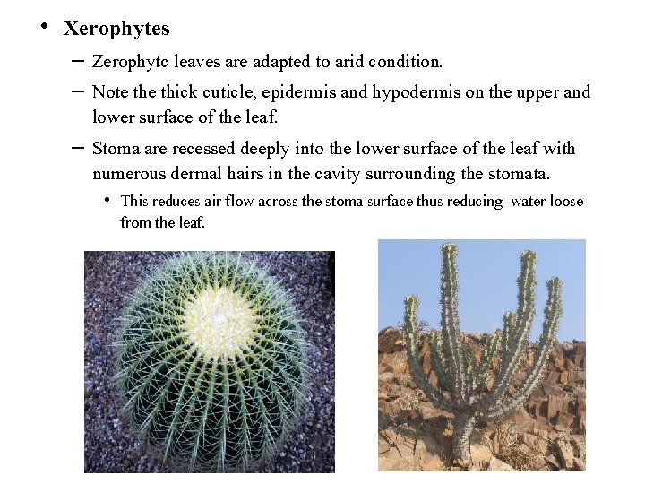  • Xerophytes – Zerophytc leaves are adapted to arid condition. – Note thick