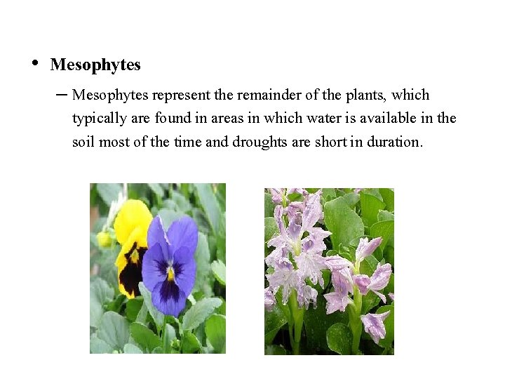  • Mesophytes – Mesophytes represent the remainder of the plants, which typically are