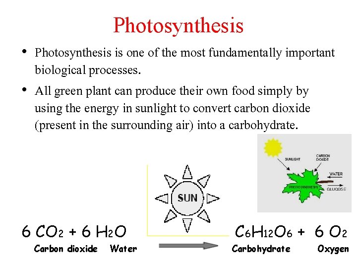 Photosynthesis • Photosynthesis is one of the most fundamentally important biological processes. • All