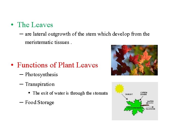  • The Leaves – are lateral outgrowth of the stem which develop from