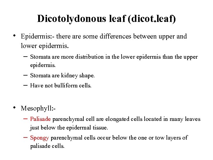 Dicotolydonous leaf (dicot. leaf) • Epidermis: - there are some differences between upper and