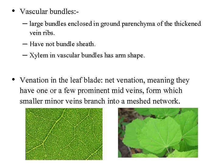 • Vascular bundles: - – large bundles enclosed in ground parenchyma of the