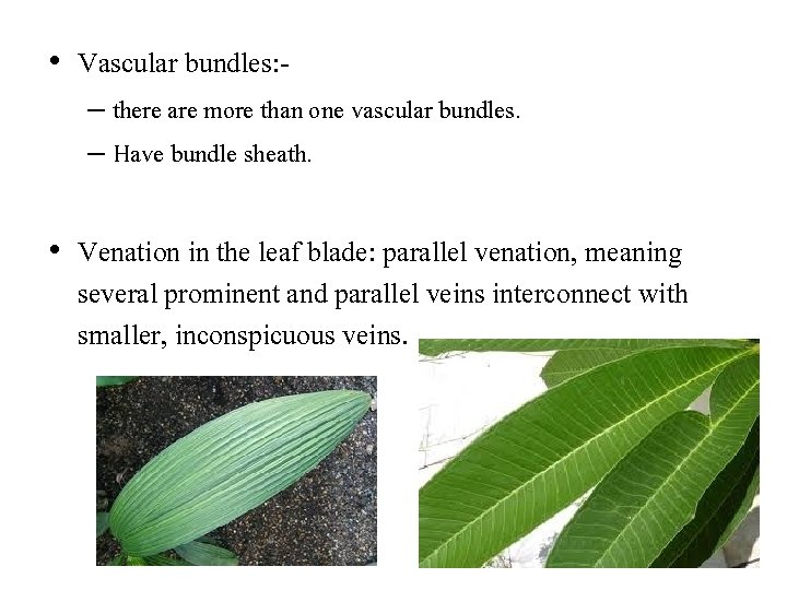  • Vascular bundles: – there are more than one vascular bundles. – Have