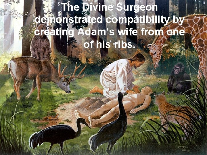 The Divine Surgeon demonstrated compatibility by creating Adam’s wife from one of his ribs.