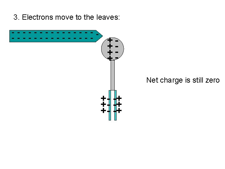 3. Electrons move to the leaves: - - - - - - - -