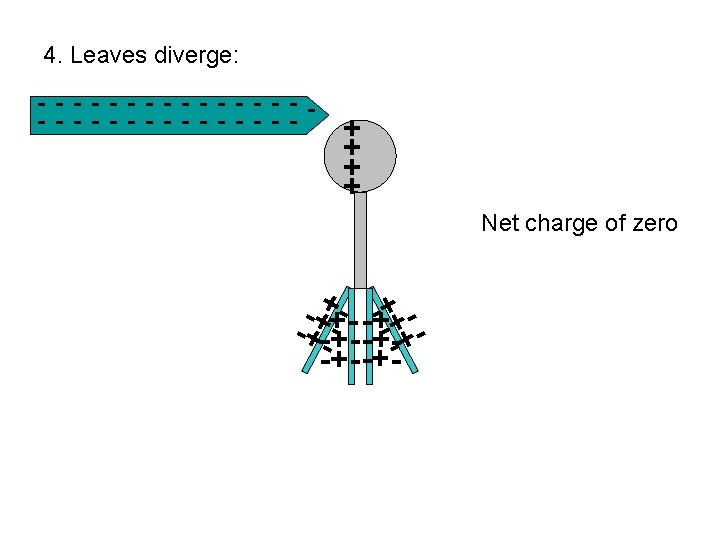 4. Leaves diverge: - - - - - - - - + + Net
