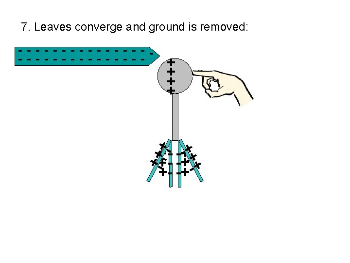 7. Leaves converge and ground is removed: - - - - - - -