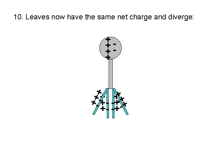10. Leaves now have the same net charge and diverge: +++ + + +-+
