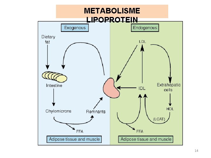 METABOLISME LIPOPROTEIN 14 