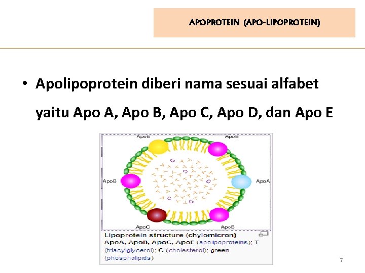 APOPROTEIN (APO-LIPOPROTEIN) • Apolipoprotein diberi nama sesuai alfabet yaitu Apo A, Apo B, Apo