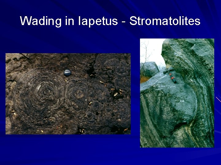 Wading in Iapetus - Stromatolites 