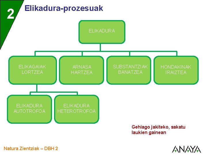 2 Elikadura-prozesuak ELIKADURA ELIKAGAIAK LORTZEA ELIKADURA AUTOTROFOA ARNASA HARTZEA SUBSTANTZIAK BANATZEA HONDAKINAK IRAIZTEA ELIKADURA