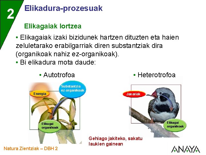 2 Elikadura-prozesuak Elikagaiak lortzea • Elikagaiak izaki bizidunek hartzen dituzten eta haien zeluletarako erabilgarriak